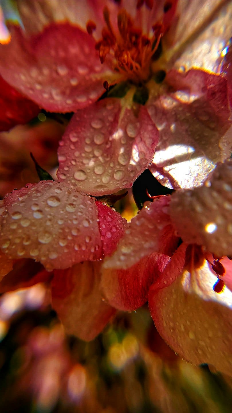 Piccole gocce di rugiada si aggrappano a delicati petali di fiori rosa e rossi.